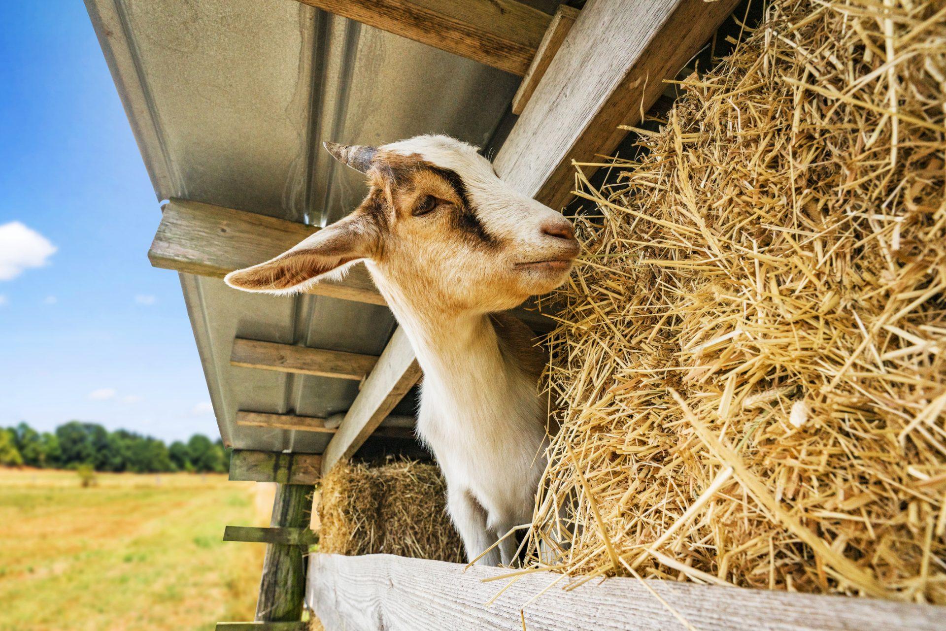 goat eating hay at a barn in a rural environment in the summer