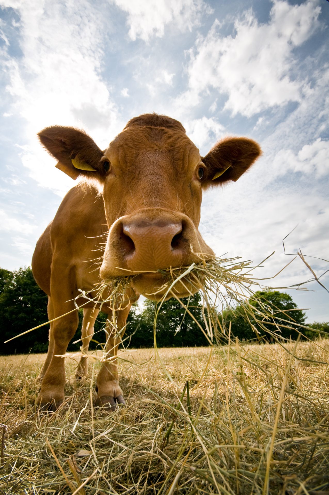 This is a close up photo of a cow eating hay.